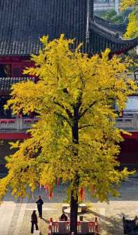 銀杏古剎最佳拍攝季