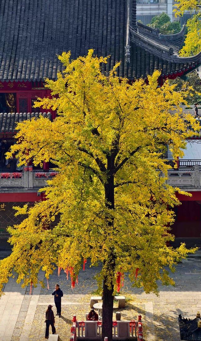 銀杏古剎最佳拍攝季