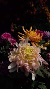 銀杏菊韻寶藏拍攝地