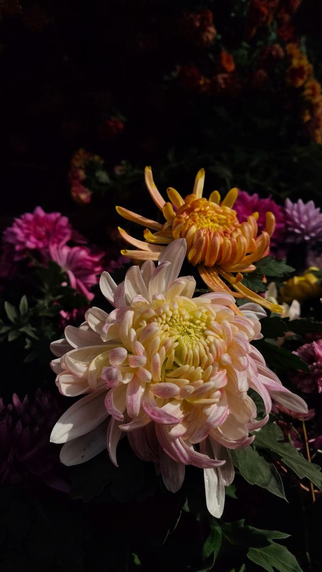 銀杏菊韻寶藏拍攝地 銀杏菊韻寶藏拍攝地