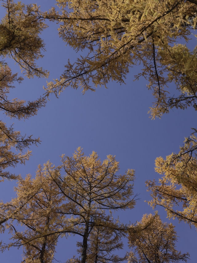 新疆喀納斯秋日童話遇見雪山松鼠的治癒時刻 新疆喀納斯秋日童話遇見雪山松鼠的治癒時刻