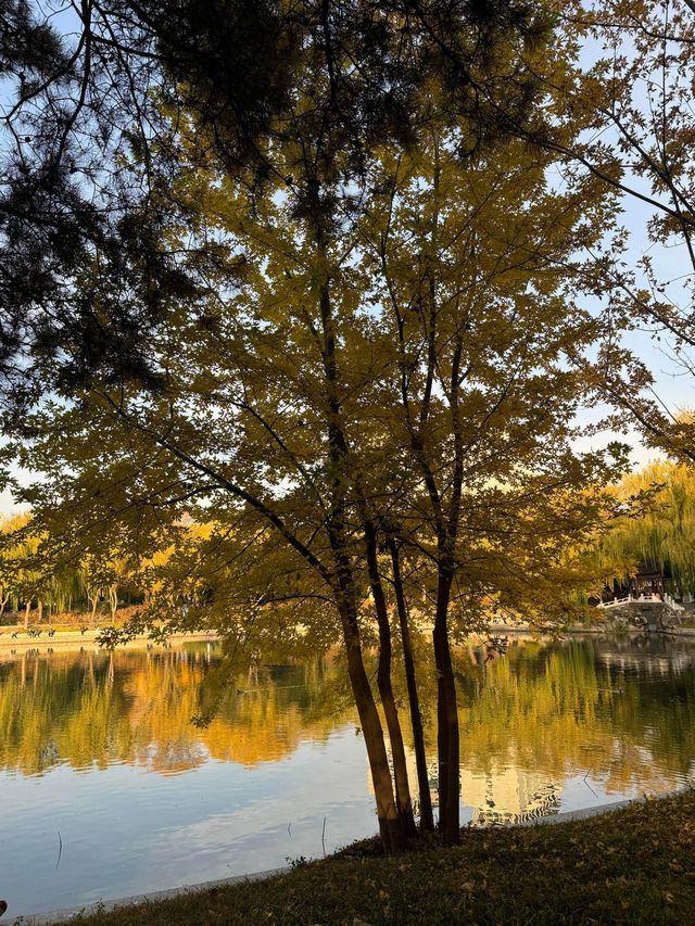 本週北京賞秋的尾巴，倒數計時！還有10處選擇