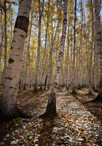 晨光鍍雪白樺林，亞布力晨韻醉初心