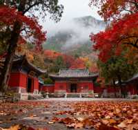 千佛山登高賞秋指南｜藏在城市裡的絕美秋色，錯過等一年！