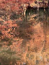 南京真的不顧人死活落羽杉比梧桐還要美