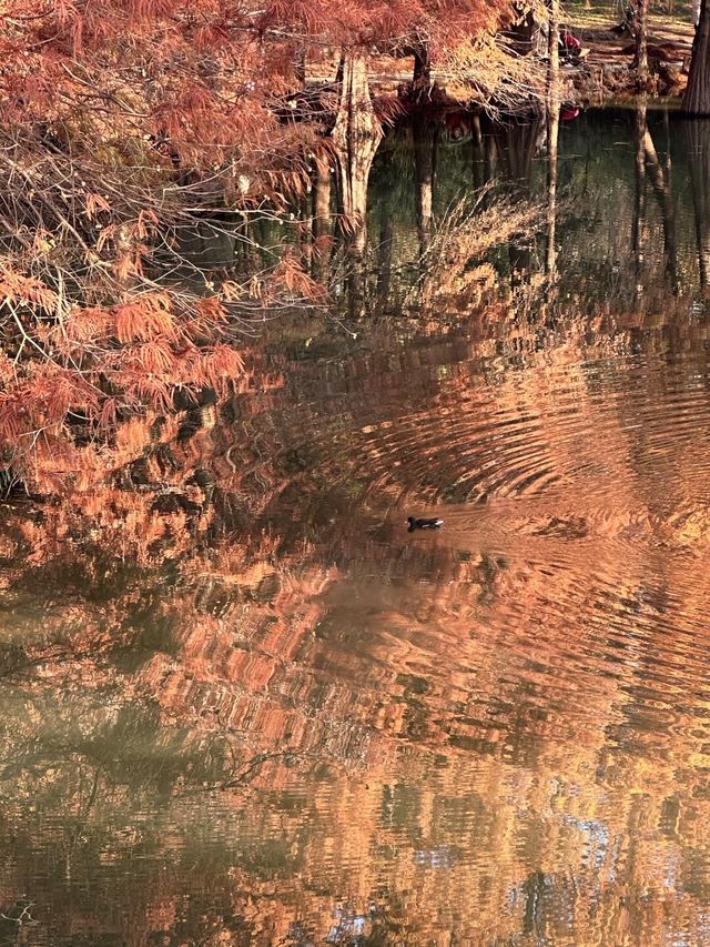 南京真的不顧人死活落羽杉比梧桐還要美