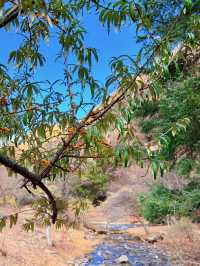川西3日反向遊|彩林、雪山摘蘋果