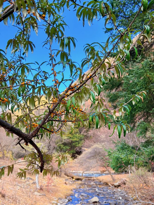 川西3日反向遊|彩林、雪山摘蘋果