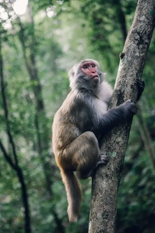 旗山森林公園徒步偶遇猴哥!20km古道+網紅 旗山森林公園徒步偶遇猴哥!20km古道+網紅