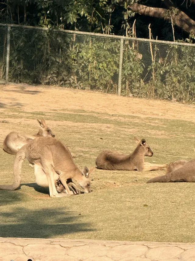 Lk|上野動物園 Lk|上野動物園
