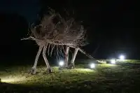 東京賞秋必看—昭和紀念公園銀杏燈光秀攻略