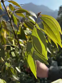 神仙谷隱藏玩法大公開！極限蹦極+深山尋寶