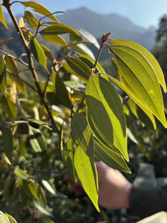 神仙谷隱藏玩法大公開！極限蹦極+深山尋寶