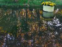 共青森林公園菊花展美翻啦