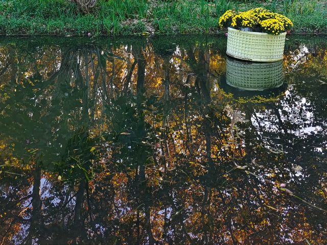 共青森林公園菊花展美翻啦 共青森林公園菊花展美翻啦