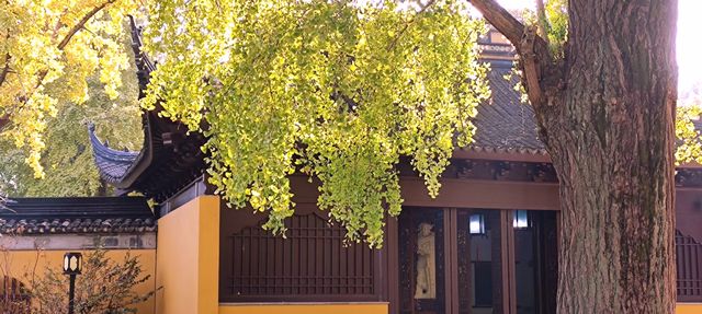 治平寺裡一片金黃