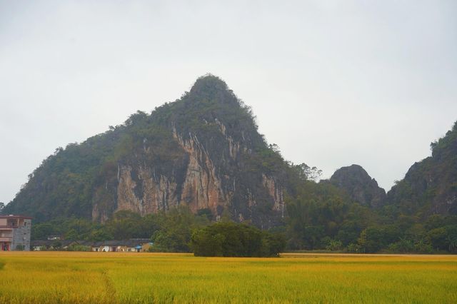 陽春山水畫廊：稻浪翻湧的金色詩篇