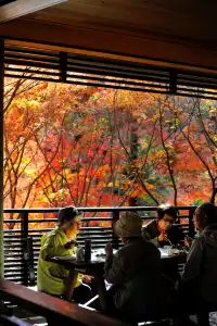 名古屋紅葉 東山植物園2025.11.27
