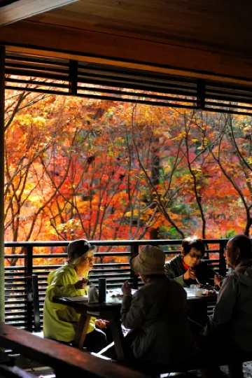 Nagoya Autumn Leaves Higashiyama Botanical Gardens 2025.11.27