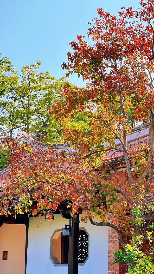 泉州西湖公園|秋日限定版桃花島太絕美了 泉州西湖公園|秋日限定版桃花島太絕美了