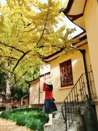 11.27這裡的絕美百年銀杏與梧桐沒人拍，快衝