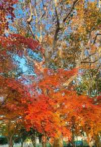 上海絕美紅葉秘境長風公園的秋天也太犯規了吧！