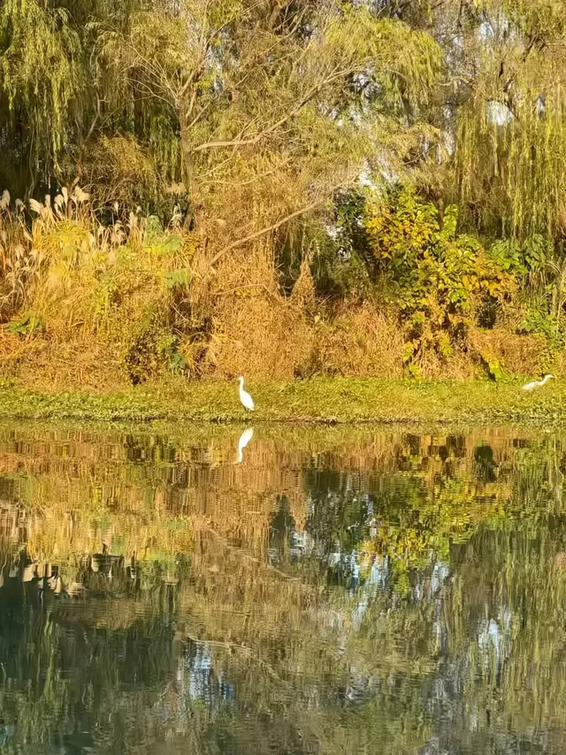 以為西湖的秋天已經夠美了,直到我來到了這裡 以為西湖的秋天已經夠美了,直到我來到了這裡