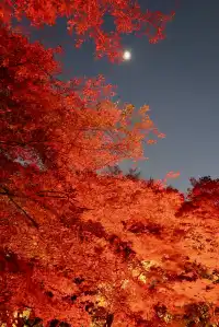 大阪勝尾寺夜間點燈絕美!跟白天完全不同