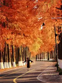 接下來的武漢，一定別錯過處絕美紅杉林