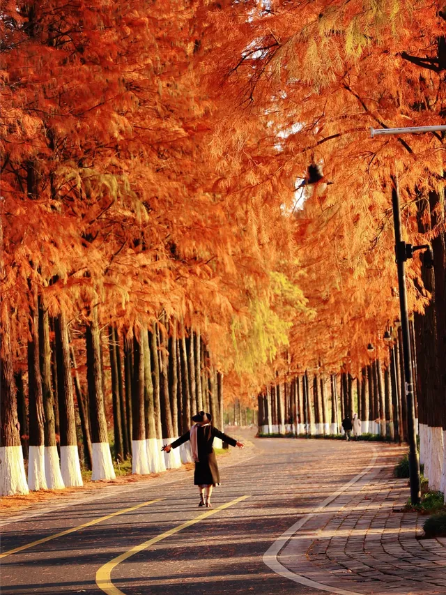 接下來的武漢，一定別錯過處絕美紅杉林