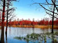 預警三林濱江落羽杉即將紅透，最佳觀賞期