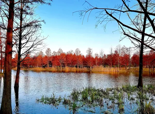 預警三林濱江落羽杉即將紅透，最佳觀賞期