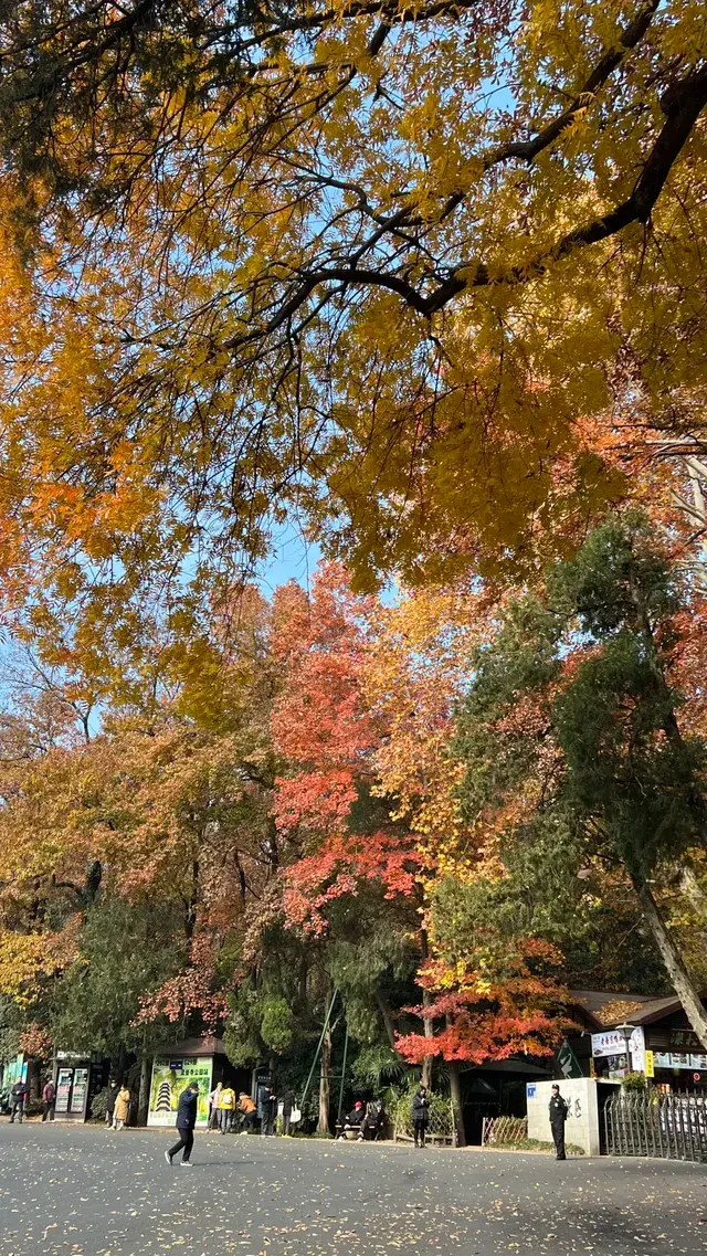 流徽榭，美得像金陵深秋的油畫秘境~