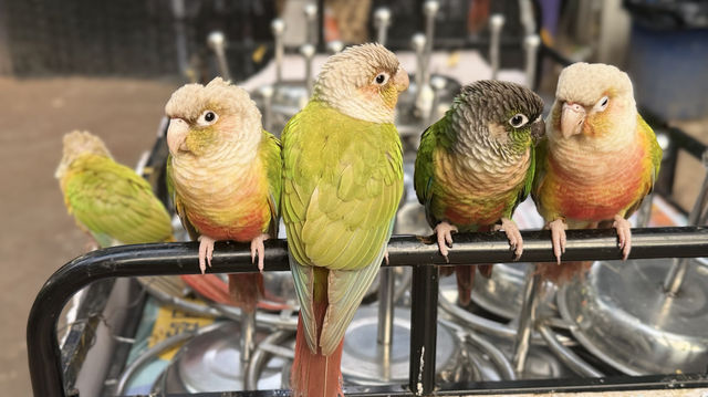 廈門冬暖｜靈玲動物園裡藏著雙倍浪漫