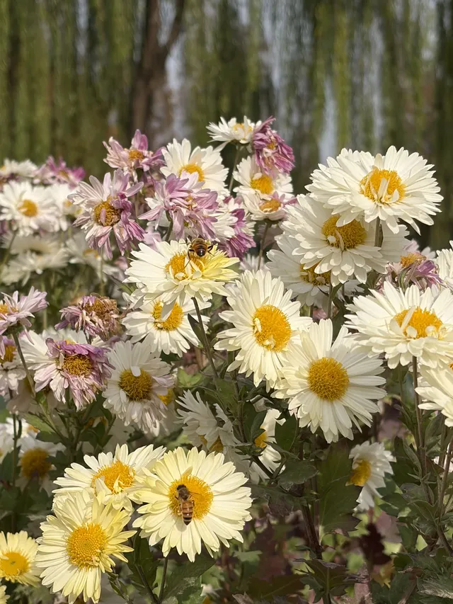 烏村農耕集|打卡藏在烏鎮古村的杭白菊花海 烏村農耕集|打卡藏在烏鎮古村的杭白菊花海