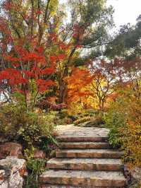 不誇張!本週上海最美的賞秋路線