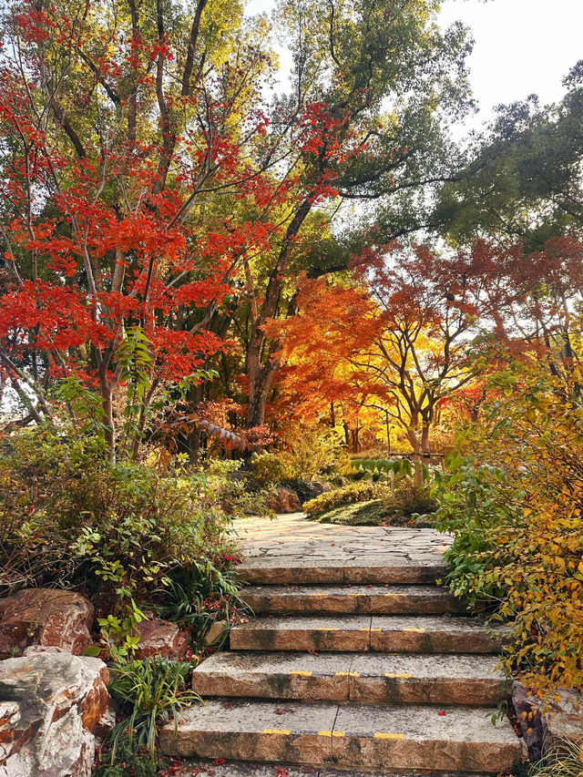 不誇張!本週上海最美的賞秋路線 不誇張!本週上海最美的賞秋路線
