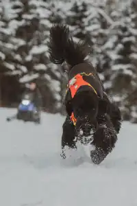 人,下雪天世界就變成了童話