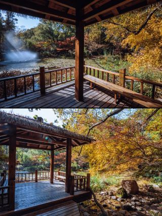 魔都共青森林の秋の趣をひそかに楽しむ