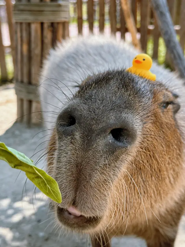 One-day tour of Shanghai Wild Animal Park, just copying the homework!!