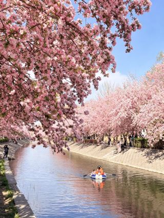 April Spring Flower Viewing Route in Beijing
