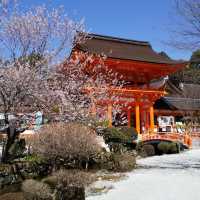 上賀茂神社の桜は五分咲きで華やかだった。