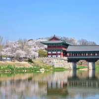 🌸 경주 월정교는 벚꽃이 한창🌸