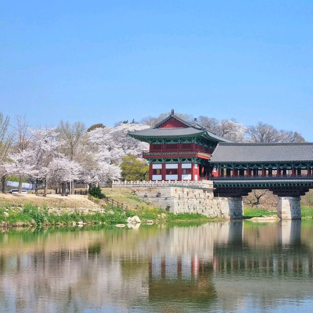 🌸 경주 월정교는 벚꽃이 한창🌸