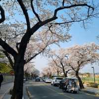 ๐ธ ๊ฒฝ์ฃผ "๋๋ฆ์"์ ์ง๊ธ ๋ฒ๊ฝ ๋ง๊ฐ๐ธ