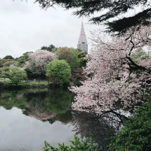 Shinjuku Gyoen Sakura Blooming
