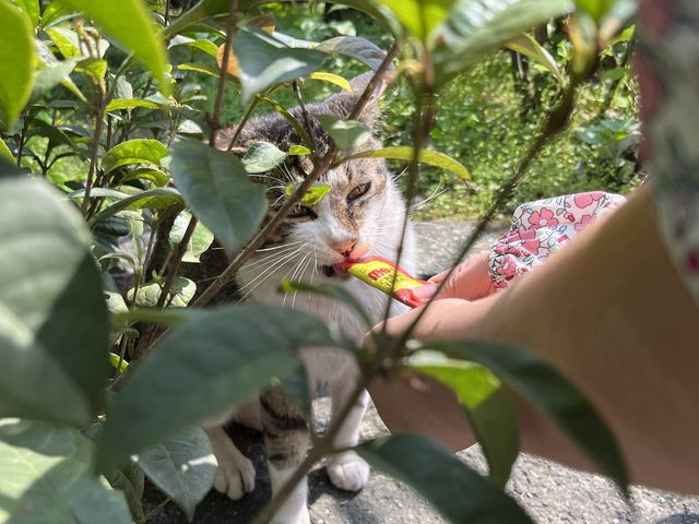 貓咪為主題的觀光景點！