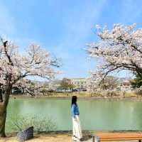 🌸 경주 벚꽃 시즌엔 "보문호수"🌸