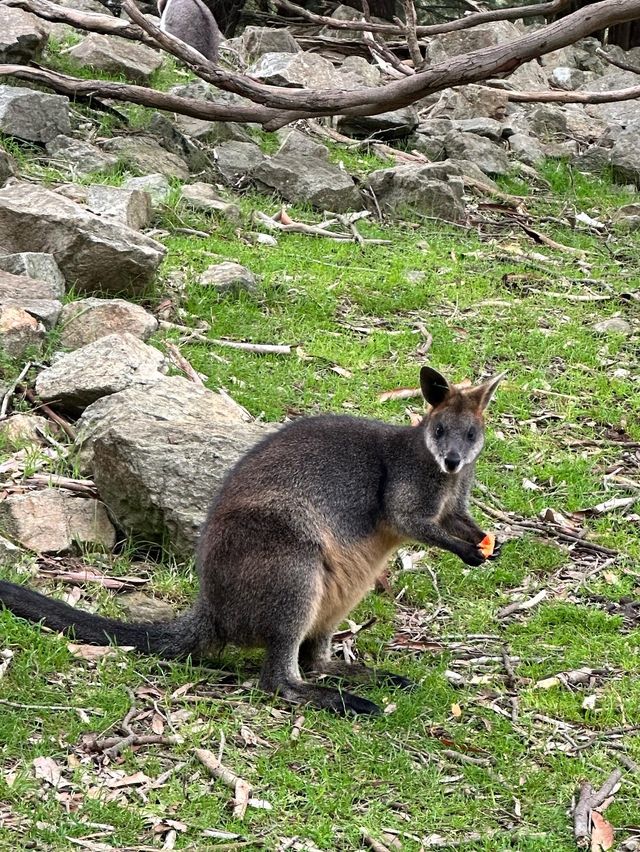 Solo trip to Cleland Wildlife Park. 