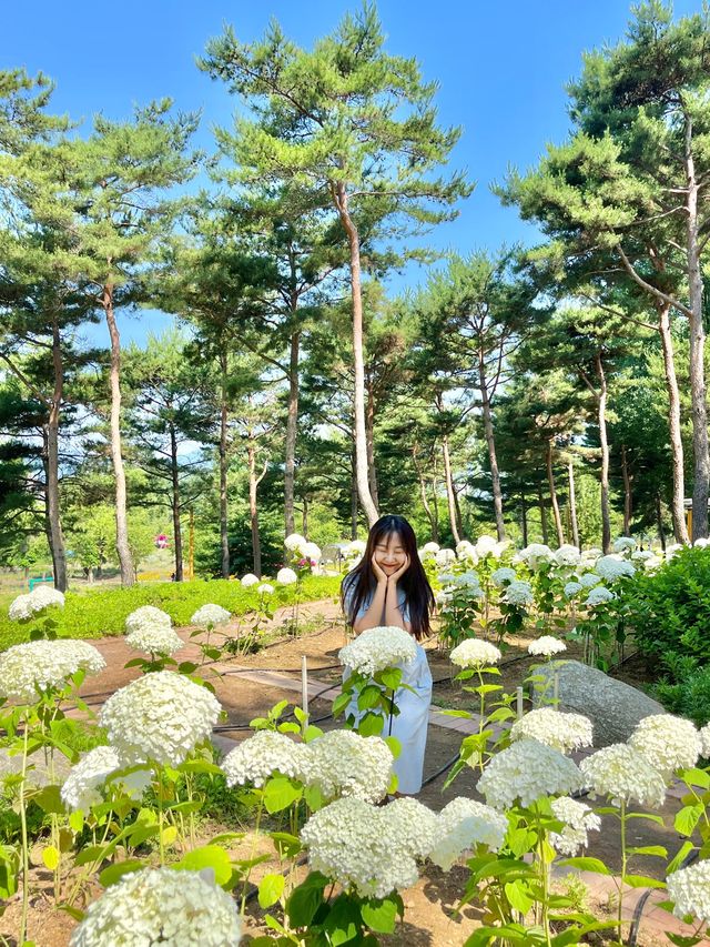 자라섬 남도꽃정원 꽃축제💛